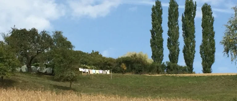 Wiese hinter einem Feld mit 4 schmalen hohen Bäumen vor blauem Himmel und Wäscheleine mit trocknender Wäsche rechts