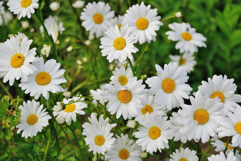 Frühlingsblumen